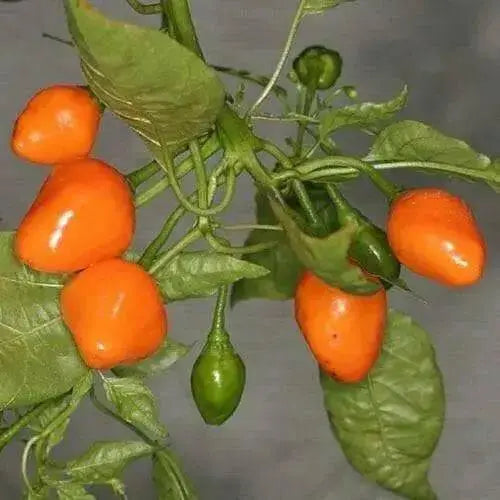 Aji Ecuadorian Orange Pepper,10 Seeds,(Capsicum baccatum) - Caribbean garden seed