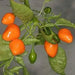 Aji Ecuadorian Orange Pepper,10 Seeds,(Capsicum baccatum) - Caribbean garden seed
