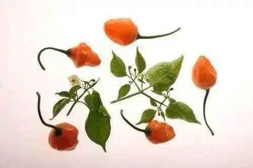 Aji Ecuadorian Orange Pepper,10 Seeds,(Capsicum baccatum) - Caribbean garden seed