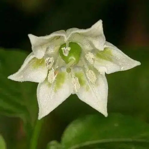 Aji Ecuadorian Orange Pepper,10 Seeds,(Capsicum baccatum) - Caribbean garden seed