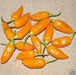 AJI HABANERO Seeds ( Capsicum baccatum) Mild HOT ! - Caribbean garden seed