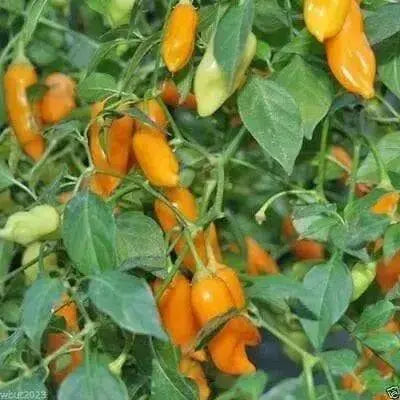 AJI HABANERO Seeds ( Capsicum baccatum) Mild HOT ! - Caribbean garden seed