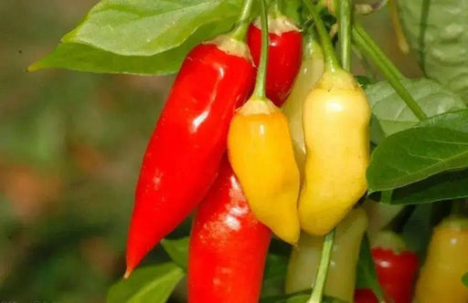Aji Cristal,Pepper Seeds,  (Capsicum baccatum) from Curico Chile - Caribbean garden seed