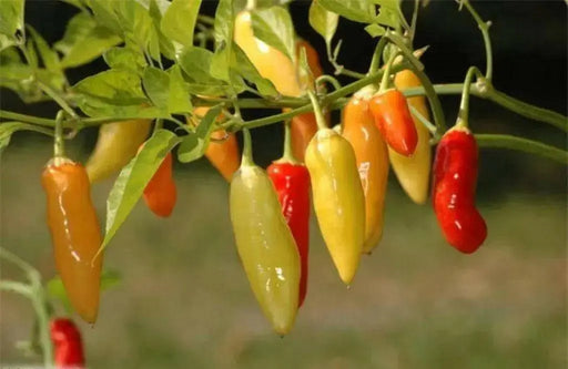 Aji Cristal,Pepper Seeds,  (Capsicum baccatum) from Curico Chile - Caribbean garden seed