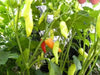 Aji Cristal,Pepper Seeds,  (Capsicum baccatum) from Curico Chile - Caribbean garden seed