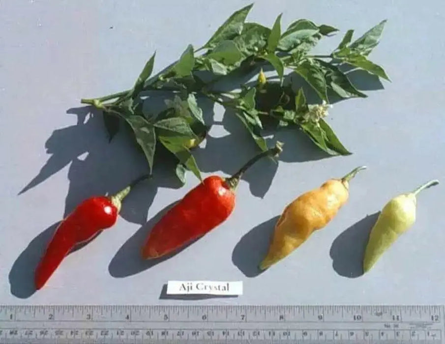 Aji Cristal,Pepper Seeds,  (Capsicum baccatum) from Curico Chile - Caribbean garden seed