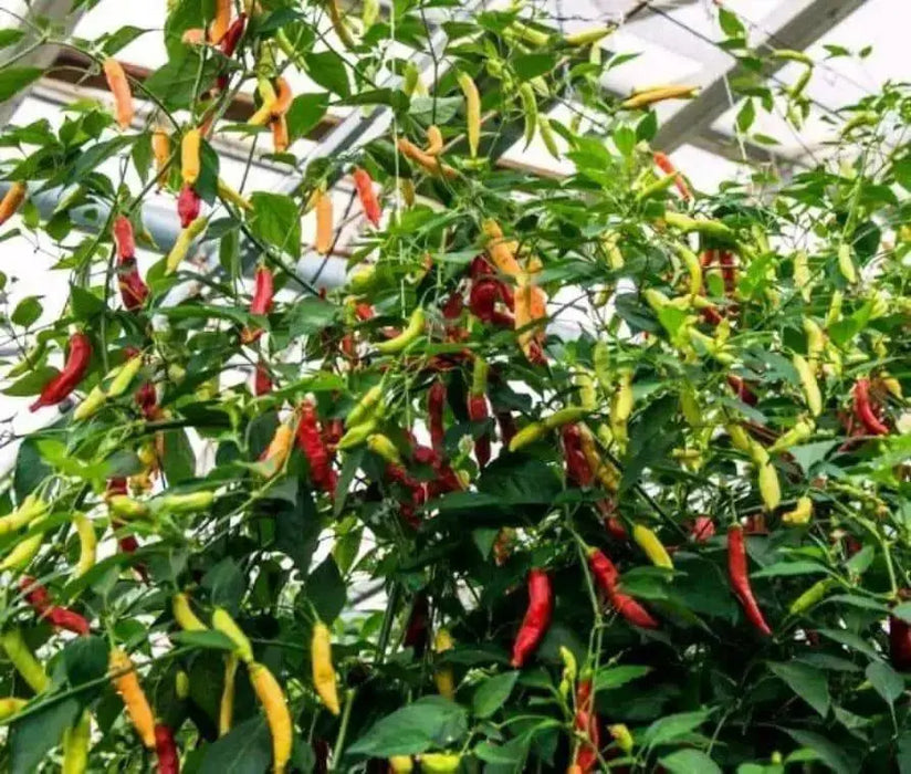 Aji Cristal,Pepper Seeds,  (Capsicum baccatum) from Curico Chile - Caribbean garden seed