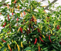 Aji Cristal,Pepper Seeds,  (Capsicum baccatum) from Curico Chile - Caribbean garden seed