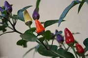 AJI DE JARDIN, ORNAMENTAL PEPPER  Seeds ,Capsicum annuum - Caribbean garden seed