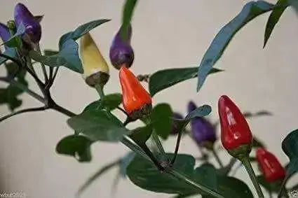 AJI DE JARDIN, ORNAMENTAL PEPPER  Seeds ,Capsicum annuum - Caribbean garden seed