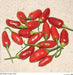 Aji Little Finger Red , PEPPER SEEDS - Capsicum baccatum - Caribbean garden seed