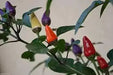 AJI DE JARDIN, ORNAMENTAL PEPPER  Seeds ,Capsicum annuum - Caribbean garden seed