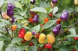 AJI DE JARDIN, ORNAMENTAL PEPPER  Seeds ,Capsicum annuum - Caribbean garden seed