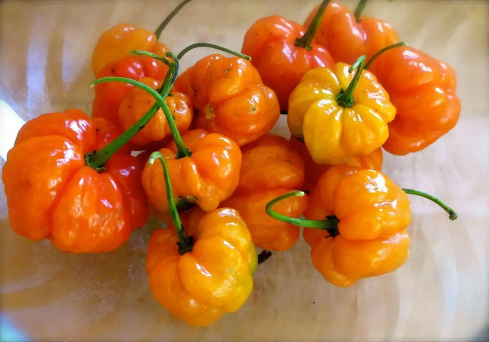AJI DULCE ORANGE~ HEATLESS HABANERO, Capsicum chinense - Caribbean garden seed