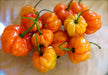 AJI DULCE ORANGE~ HEATLESS HABANERO, Capsicum chinense - Caribbean garden seed