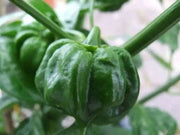 AJI DULCE ORANGE~ HEATLESS HABANERO, Capsicum chinense - Caribbean garden seed