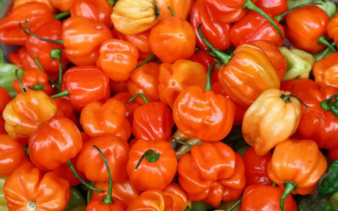 AJI DULCE ORANGE~ HEATLESS HABANERO, Capsicum chinense - Caribbean garden seed