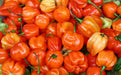 AJI DULCE ORANGE~ HEATLESS HABANERO, Capsicum chinense - Caribbean garden seed