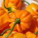 AJI DULCE ORANGE~ HEATLESS HABANERO, Capsicum chinense - Caribbean garden seed
