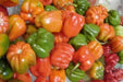 Aji Chombo ,PEPPER SEEDS (Capsicum chinense)  from Panama - Caribbean garden seed