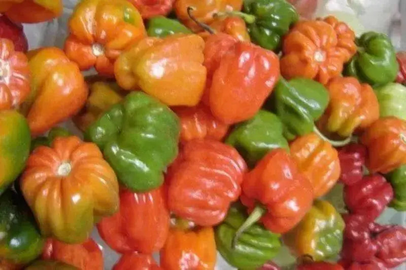 Aji Chombo ,PEPPER SEEDS (Capsicum chinense)  from Panama - Caribbean garden seed