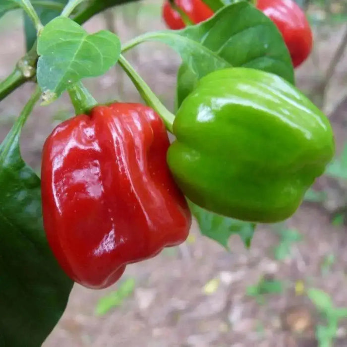 Aji Chombo ,PEPPER SEEDS (Capsicum chinense)  from Panama - Caribbean garden seed