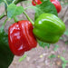Aji Chombo ,PEPPER SEEDS (Capsicum chinense)  from Panama - Caribbean garden seed