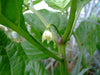 Aji Chombo ,PEPPER SEEDS (Capsicum chinense)  from Panama - Caribbean garden seed