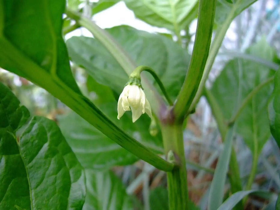 Aji Chombo ,PEPPER SEEDS (Capsicum chinense)  from Panama - Caribbean garden seed