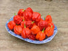 Aji Chombo ,PEPPER SEEDS (Capsicum chinense)  from Panama - Caribbean garden seed