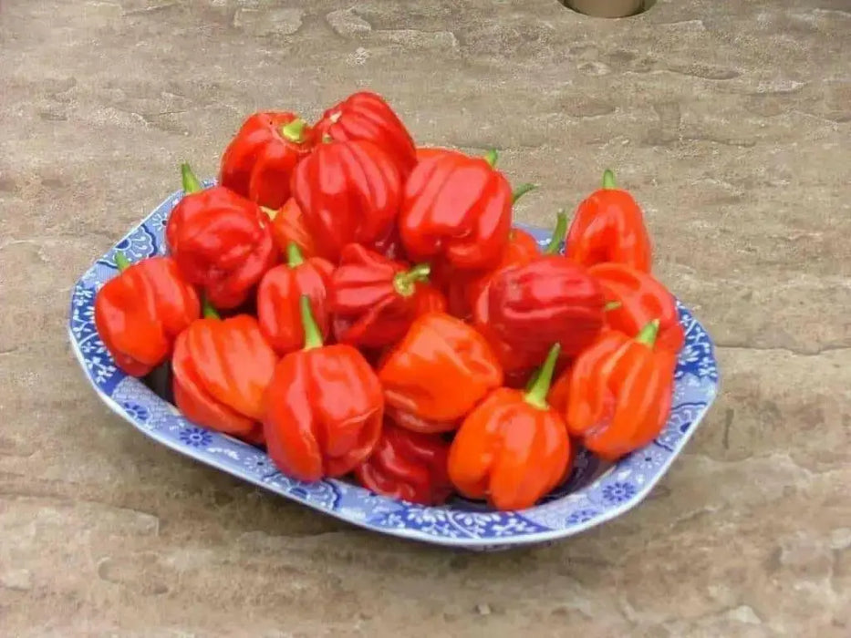 Aji Chombo ,PEPPER SEEDS (Capsicum chinense)  from Panama - Caribbean garden seed