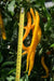 Aji Guyana, PI 199506  ,Pepper SEEDS- (capsicum baccatum)  MILD - Caribbean garden seed
