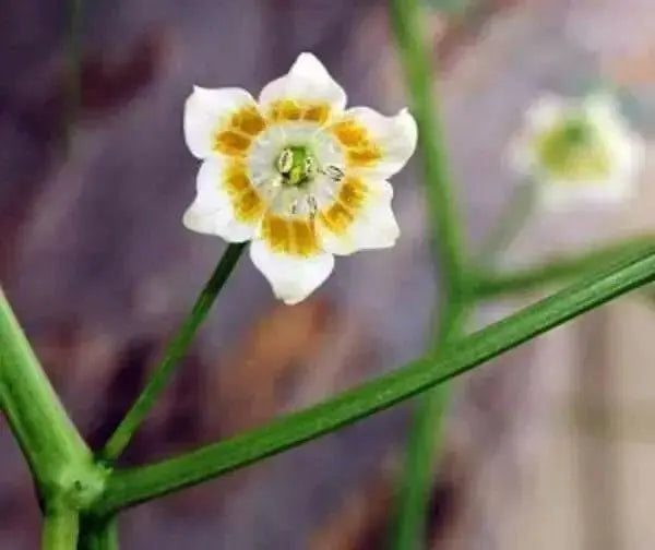 Aji Magyar PI 594136, (Capsicum baccatum) - Caribbean garden seed