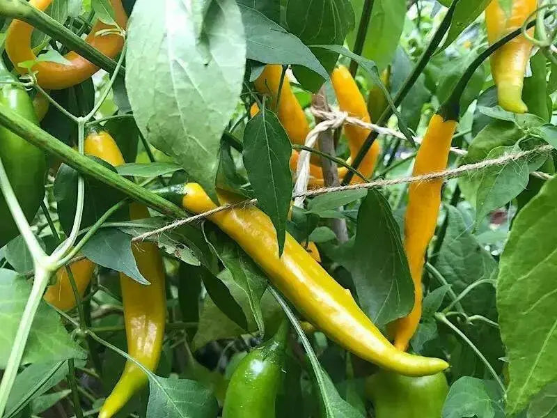 Aji Guyana, PI 199506  ,Pepper SEEDS- (capsicum baccatum)  MILD - Caribbean garden seed