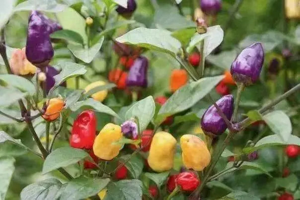 AJI DE JARDIN, Pepper Seeds ,Capsicum annuum, edible ornamental peppers - Caribbean garden seed
