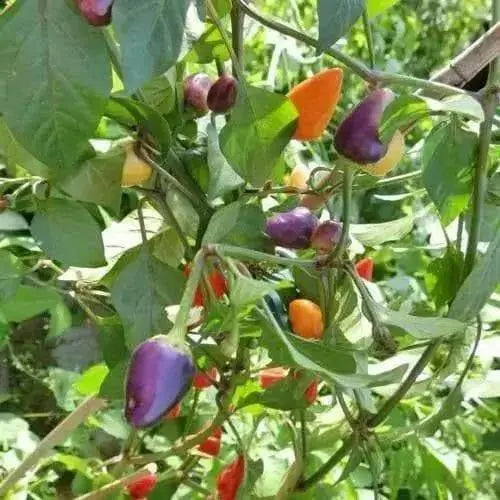 AJI DE JARDIN, Pepper Seeds ,Capsicum annuum, edible ornamental peppers - Caribbean garden seed