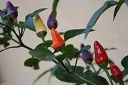 AJI DE JARDIN, Pepper Seeds ,Capsicum annuum, edible ornamental peppers - Caribbean garden seed