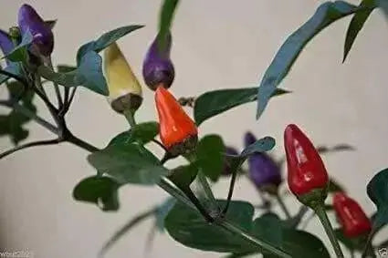 AJI DE JARDIN, Pepper Seeds ,Capsicum annuum, edible ornamental peppers - Caribbean garden seed