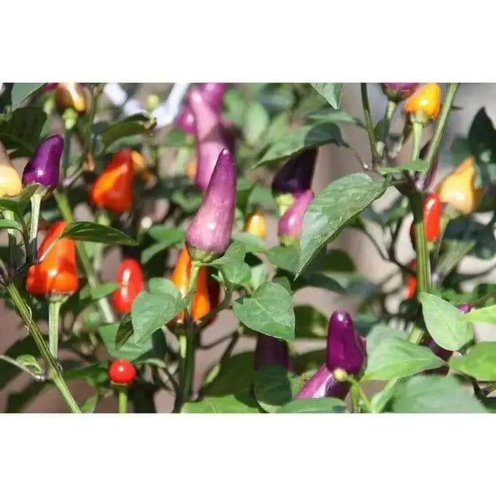 AJI DE JARDIN, Pepper Seeds ,Capsicum annuum, edible ornamental peppers - Caribbean garden seed
