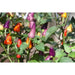 AJI DE JARDIN, Pepper Seeds ,Capsicum annuum, edible ornamental peppers - Caribbean garden seed