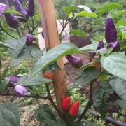 AJI DE JARDIN, Pepper Seeds ,Capsicum annuum, edible ornamental peppers - Caribbean garden seed