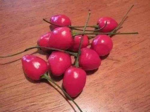 Aji Heart throb Pepper - 10 Seeds, (Capsicum baccatum,fr. South America. - Caribbean garden seed