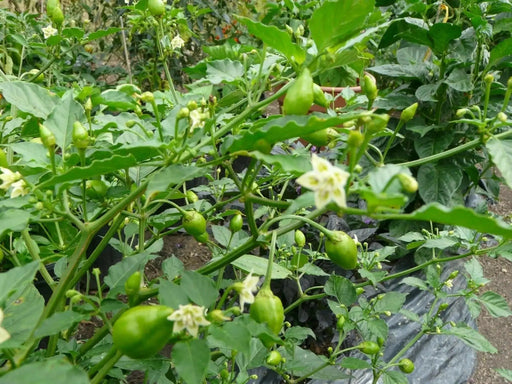 Aji Heart throb Pepper - 10 Seeds, (Capsicum baccatum,fr. South America. - Caribbean garden seed