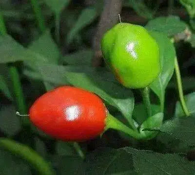 Aji Heart throb Pepper - 10 Seeds, (Capsicum baccatum,fr. South America. - Caribbean garden seed