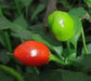 Aji Heart throb Pepper - 10 Seeds, (Capsicum baccatum,fr. South America. - Caribbean garden seed