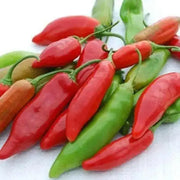 Aji Delight Pepper Seeds–  Capsicum Baccatum) SWEET, NO HEAT - Caribbean garden seed
