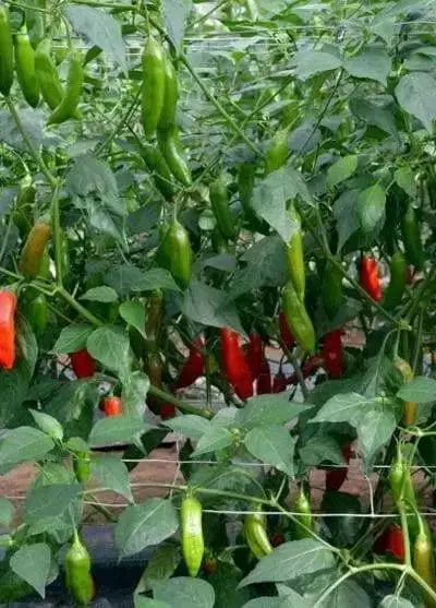 Aji Delight Pepper Seeds–  Capsicum Baccatum) SWEET, NO HEAT - Caribbean garden seed