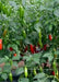 Aji Delight Pepper Seeds–  Capsicum Baccatum) SWEET, NO HEAT - Caribbean garden seed
