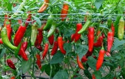 Aji Delight Pepper Seeds–  Capsicum Baccatum) SWEET, NO HEAT - Caribbean garden seed
