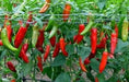 Aji Delight Pepper Seeds–  Capsicum Baccatum) SWEET, NO HEAT - Caribbean garden seed
